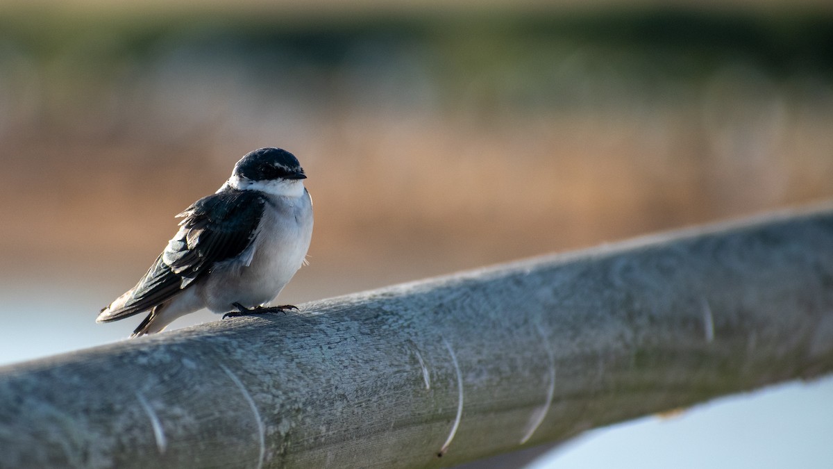 Golondrina Cejiblanca - ML618292358