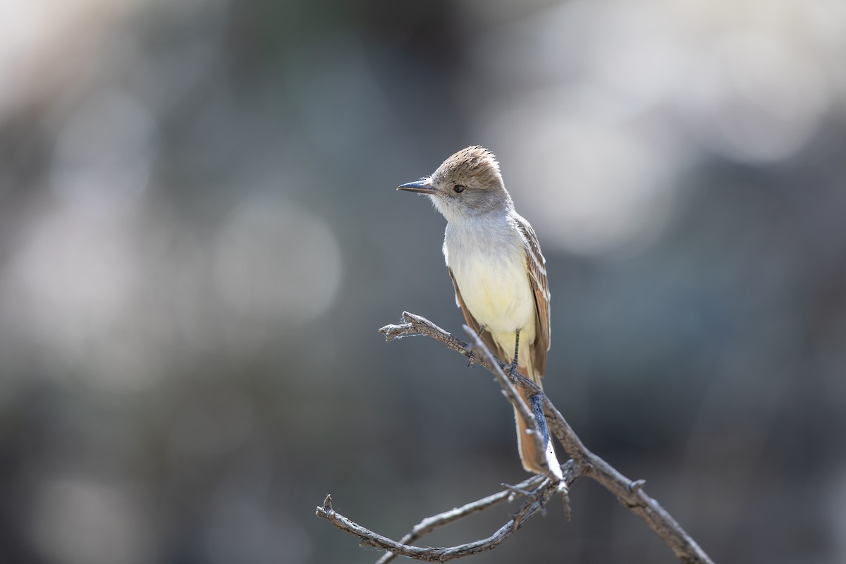 Ash-throated Flycatcher - ML618292372