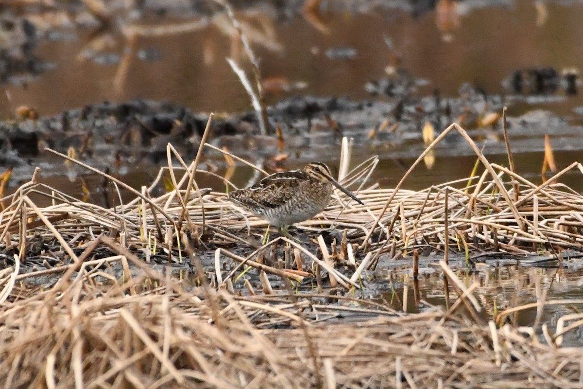 Wilson's Snipe - Penguin Iceberg