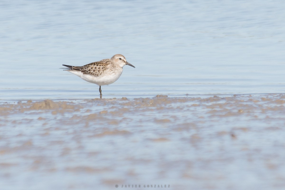 White-rumped Sandpiper - Javier González