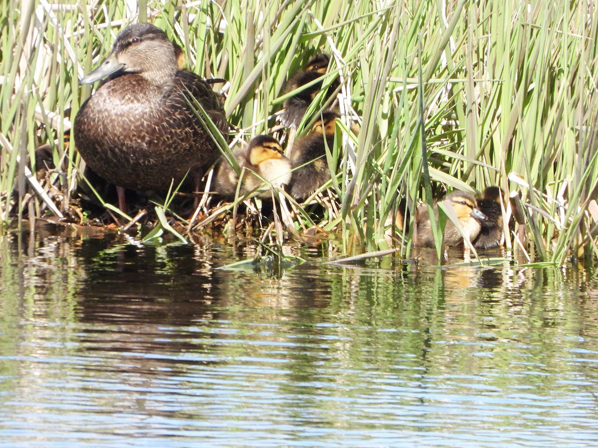 American Black Duck - ML618292458