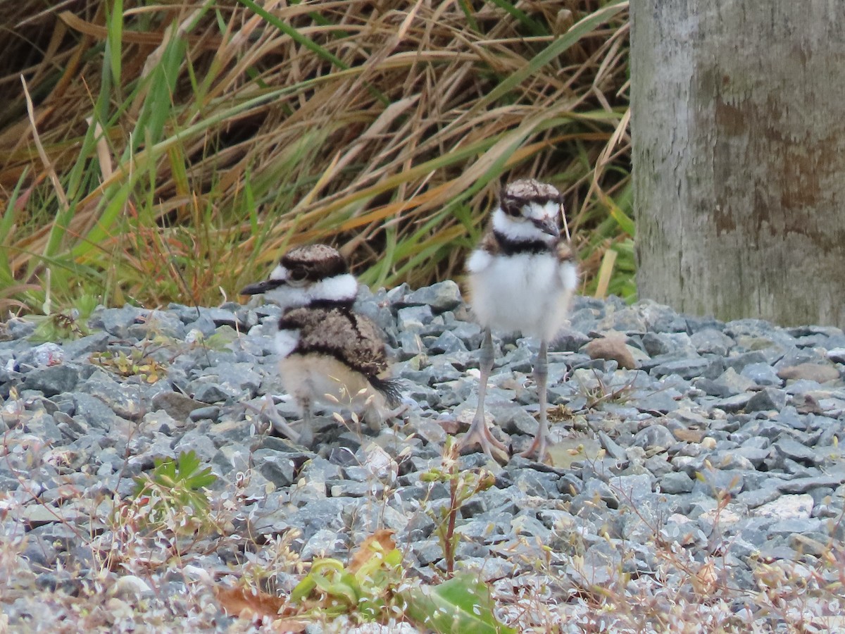 Killdeer - Cordia Sammeth