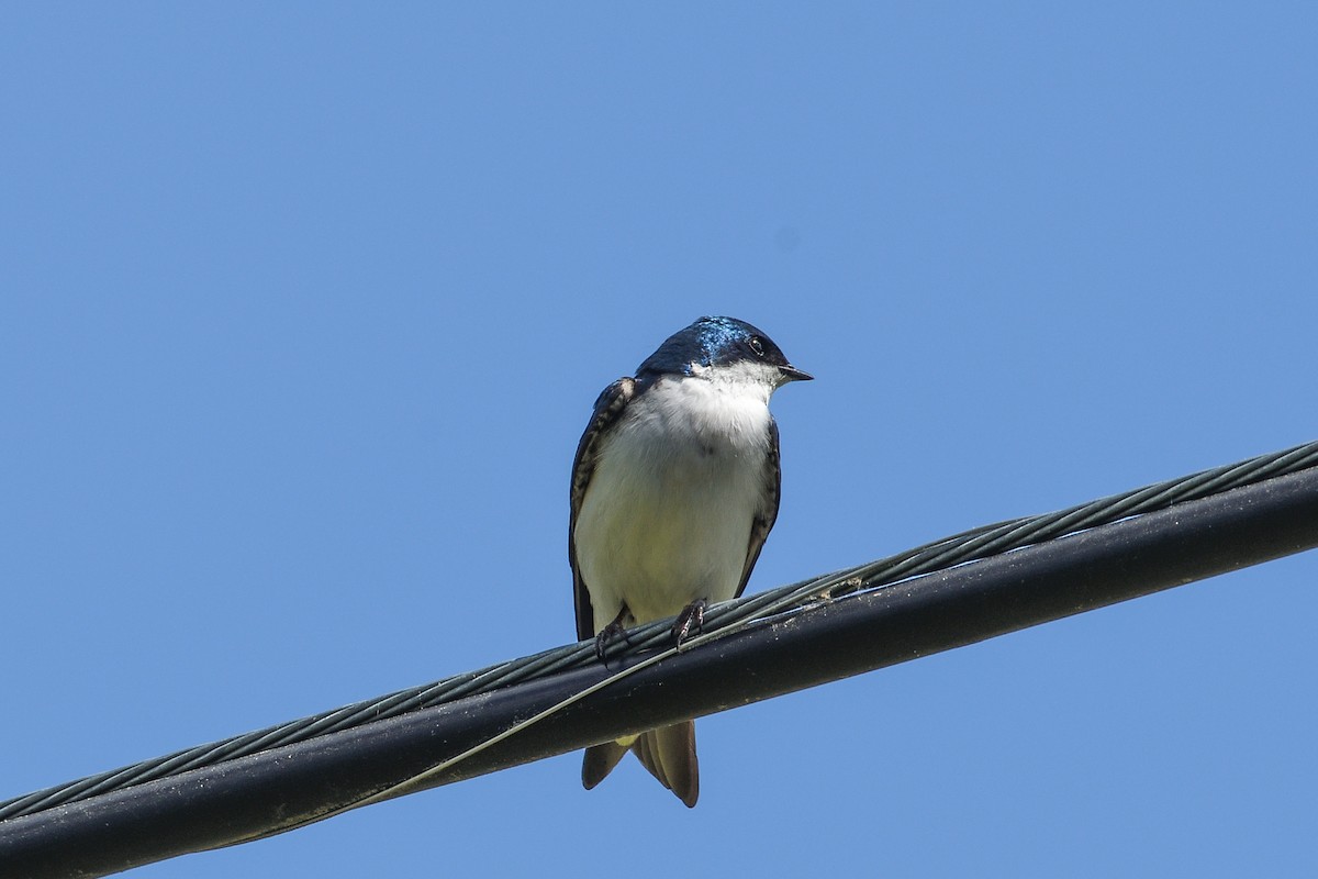 Tree Swallow - ML618292460