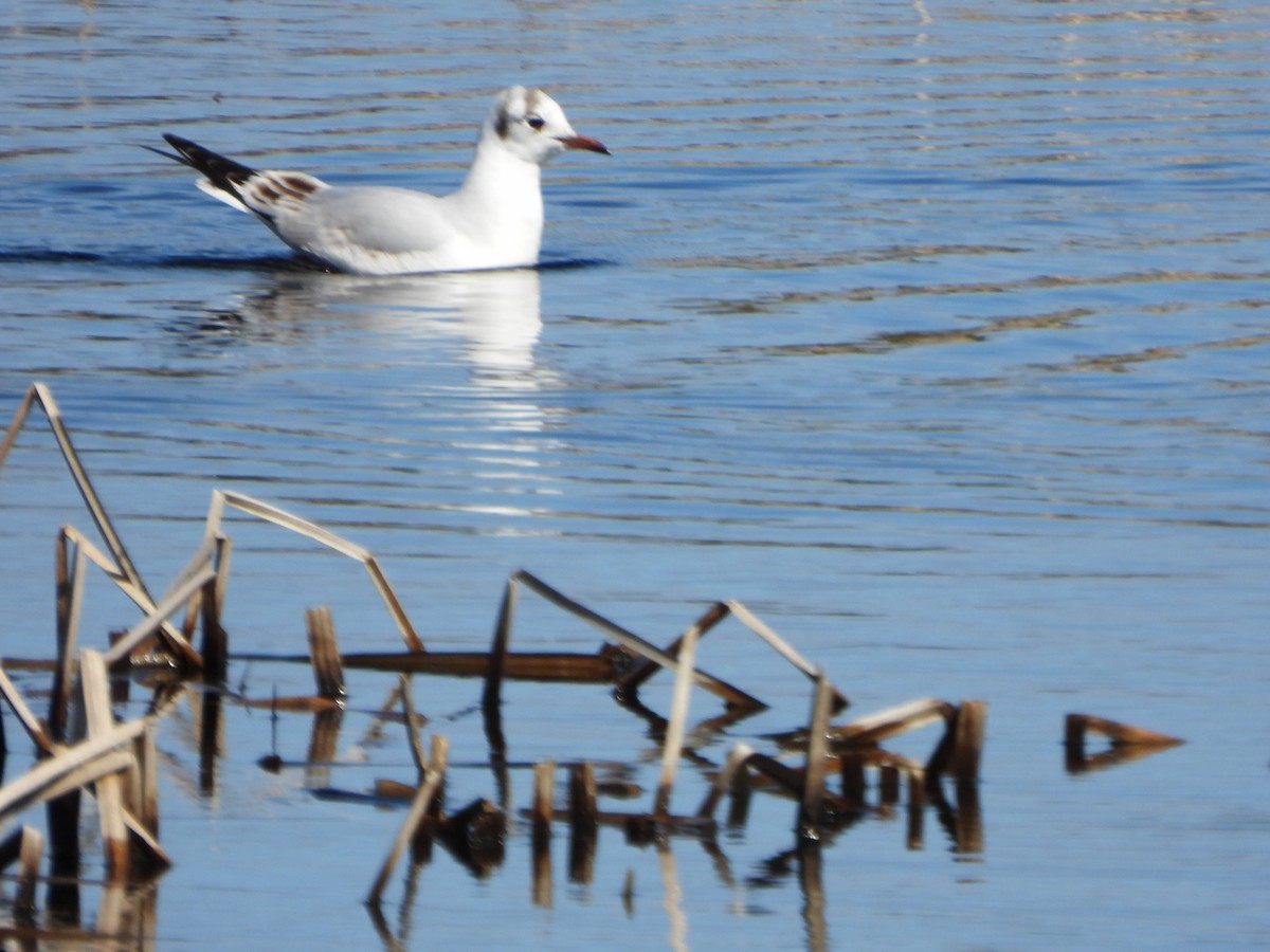 Black-headed Gull - ML618292465