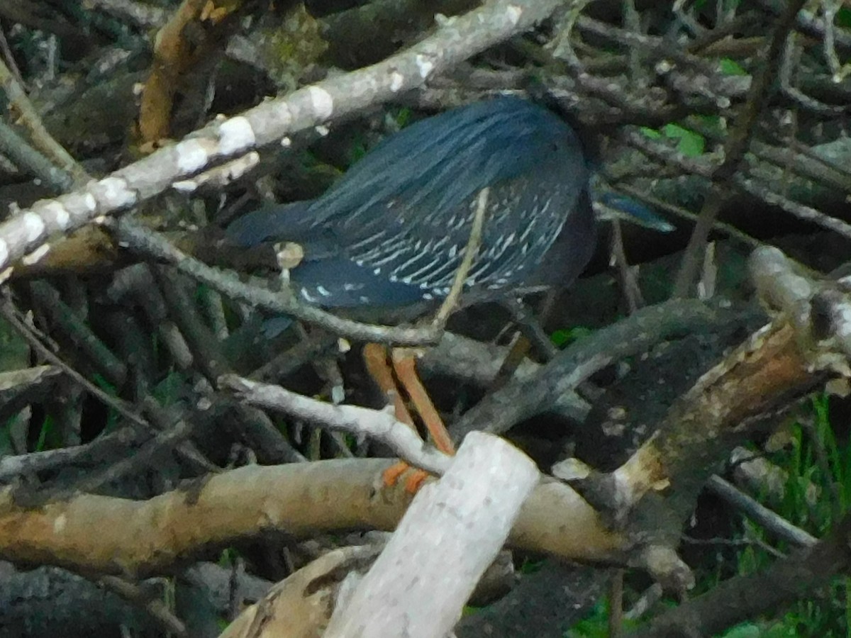 Green Heron - ML618292467