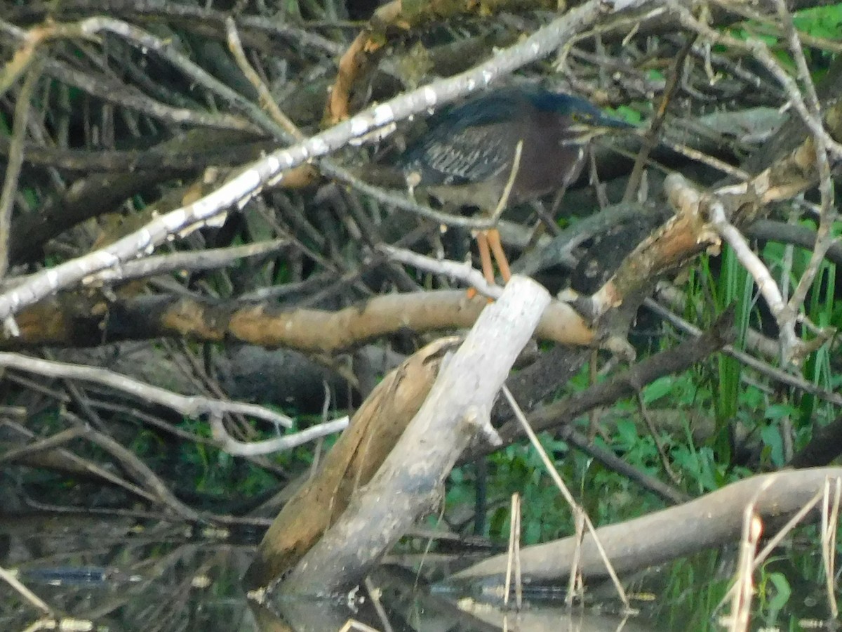 Green Heron - ML618292469