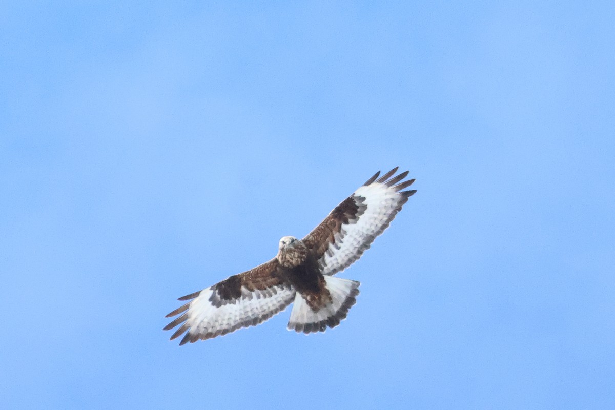 Rough-legged Hawk - ML618292472