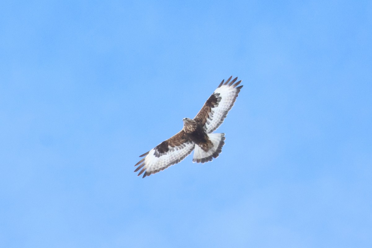 Rough-legged Hawk - ML618292473