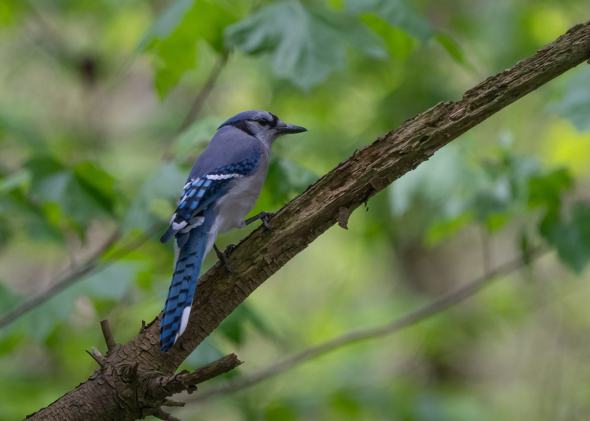 Blue Jay - Sheila and Ed Bremer