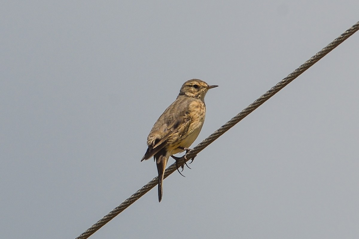 American Pipit - ML618292491