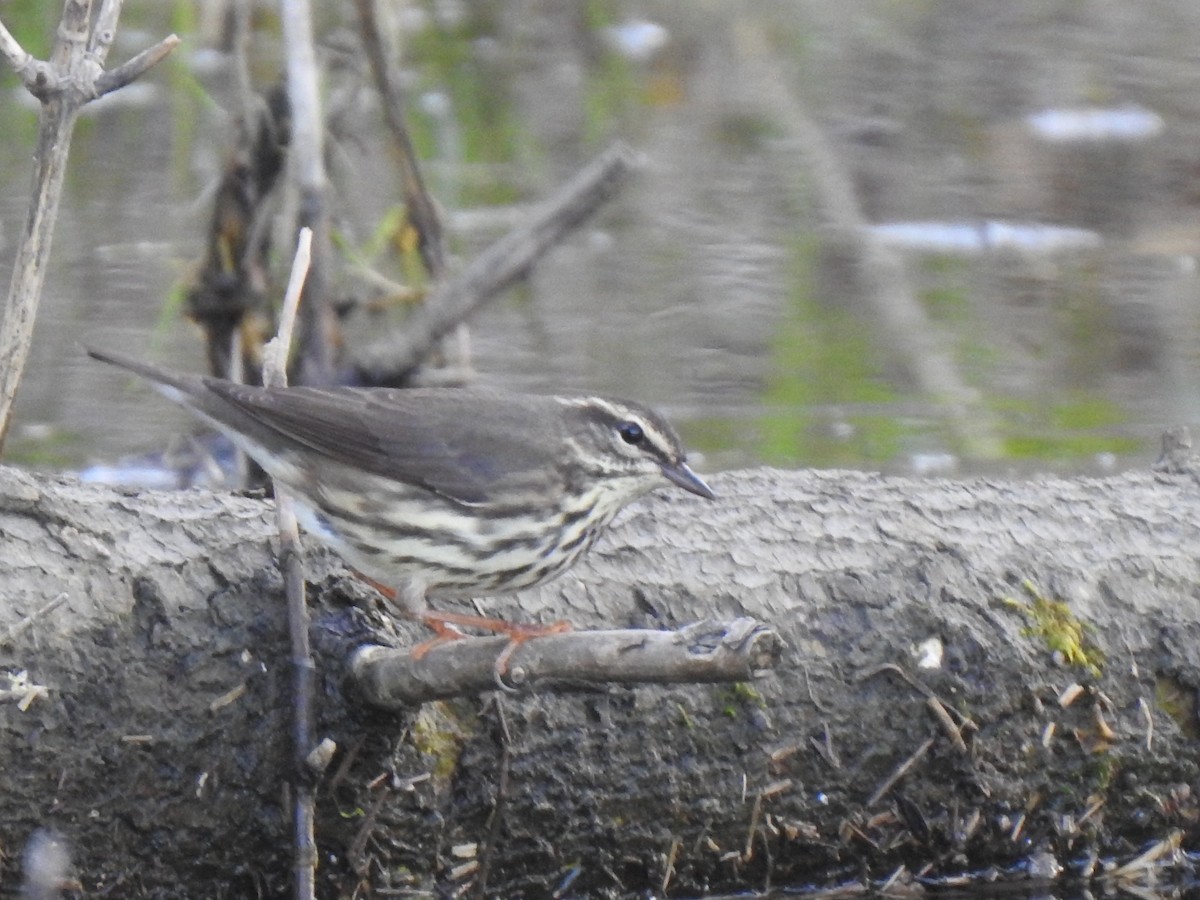 Northern Waterthrush - ML618292494