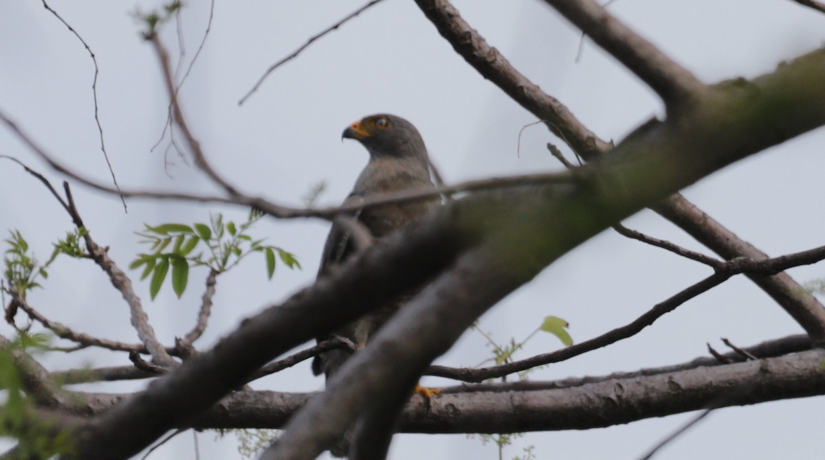 Roadside Hawk - ML618292497