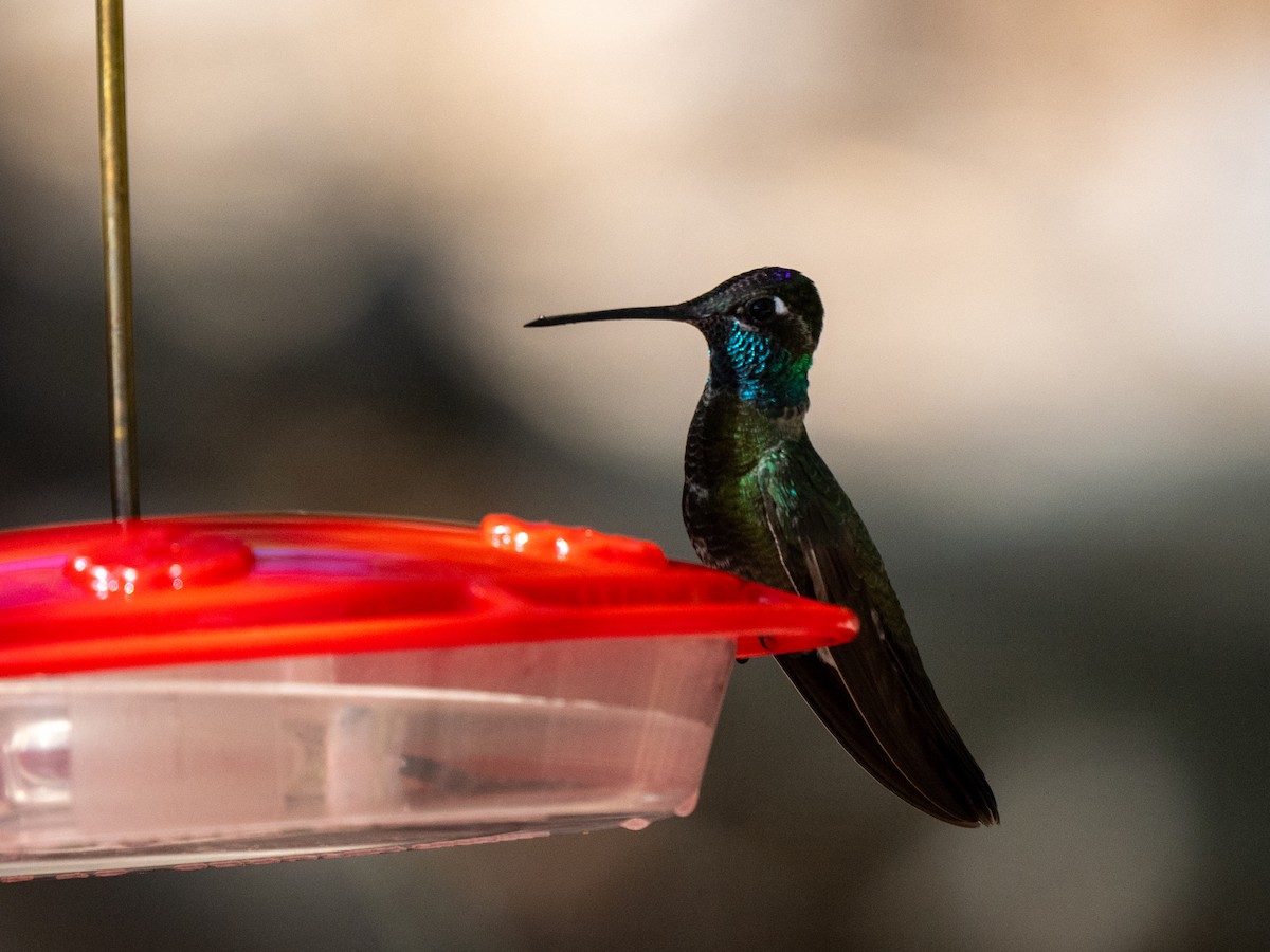 Rivoli's Hummingbird - Ken Ferguson