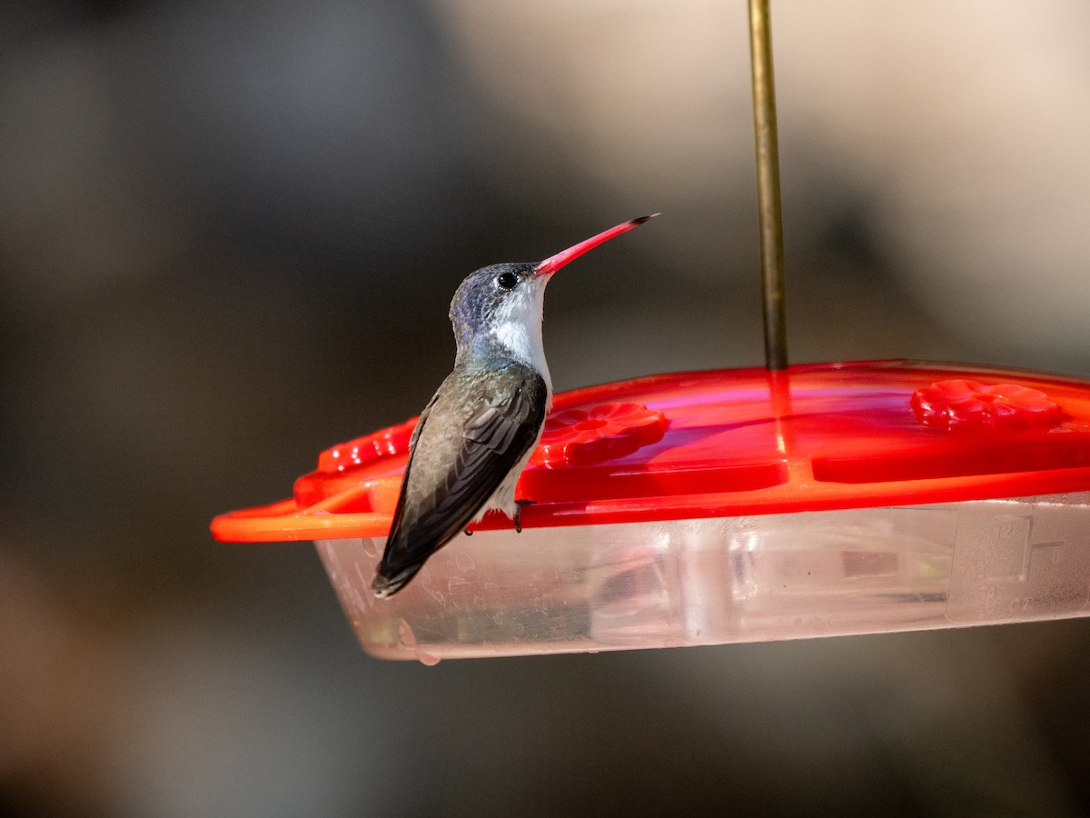 Violet-crowned Hummingbird - Ken Ferguson