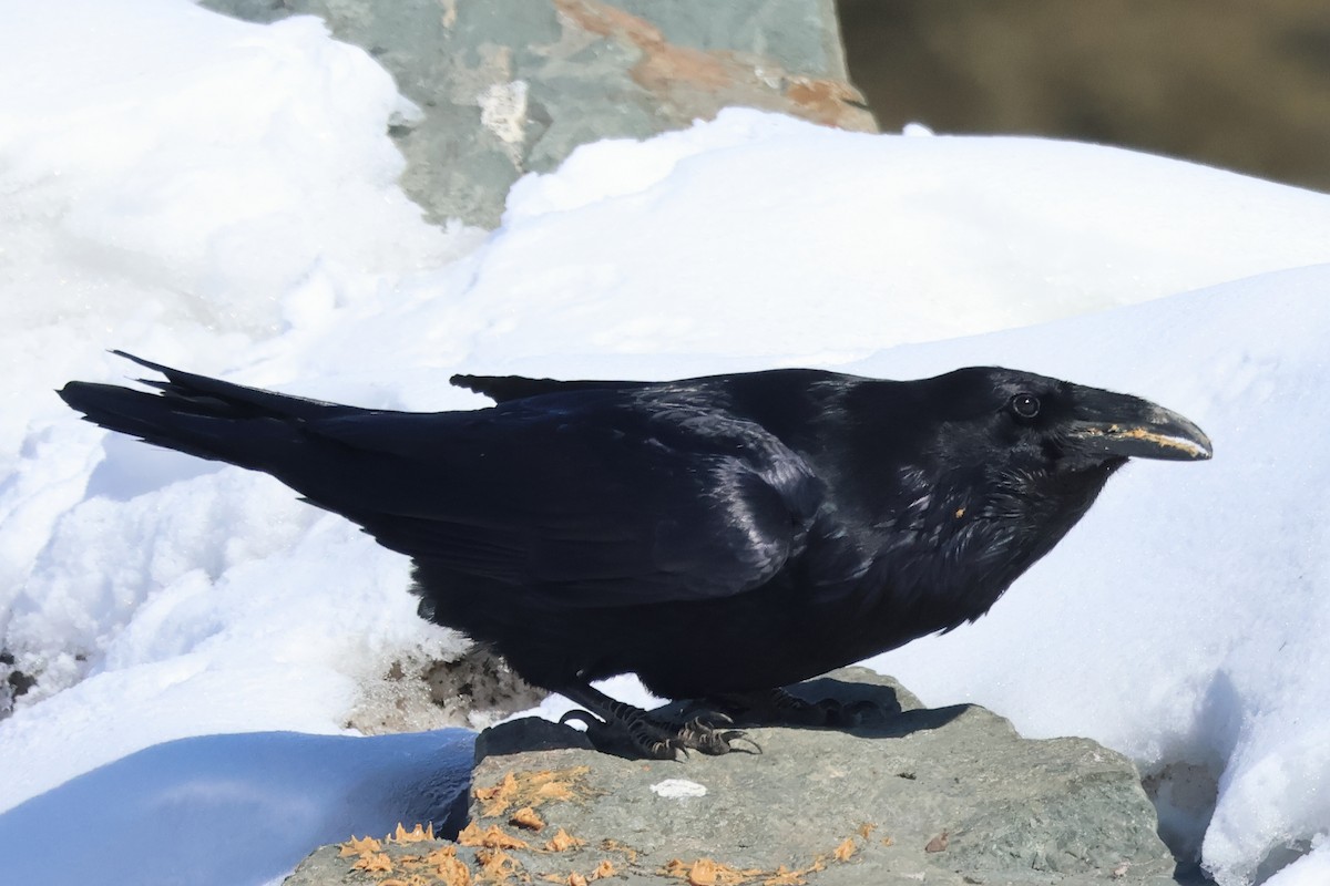 Common Raven - ML618292518