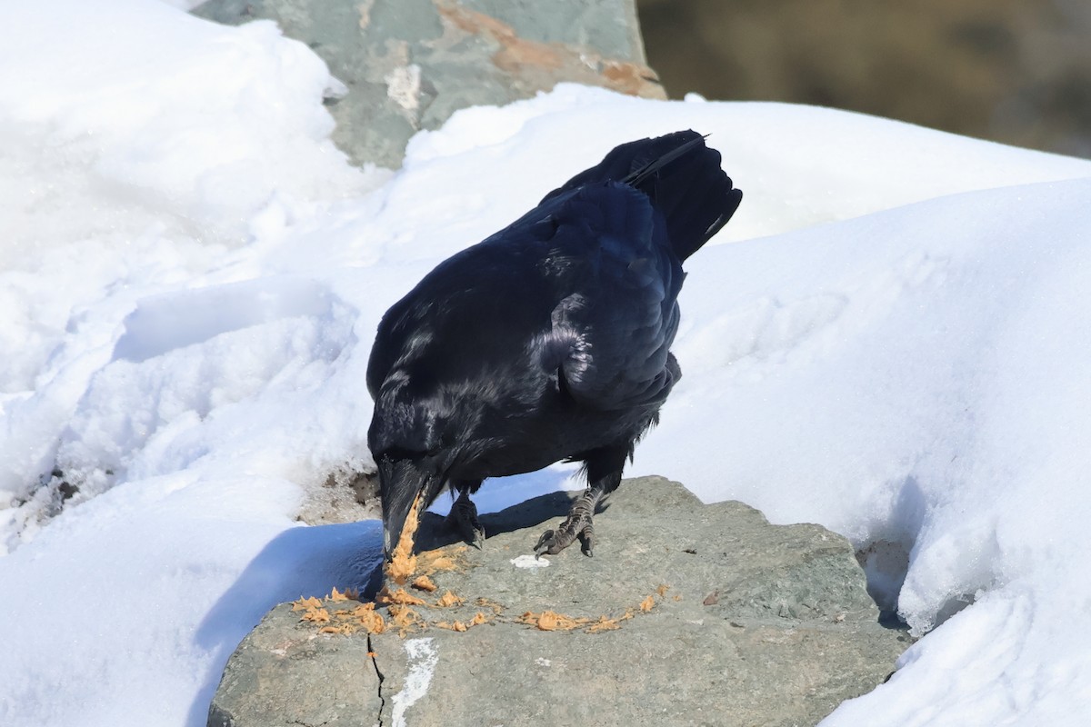 Common Raven - ML618292519