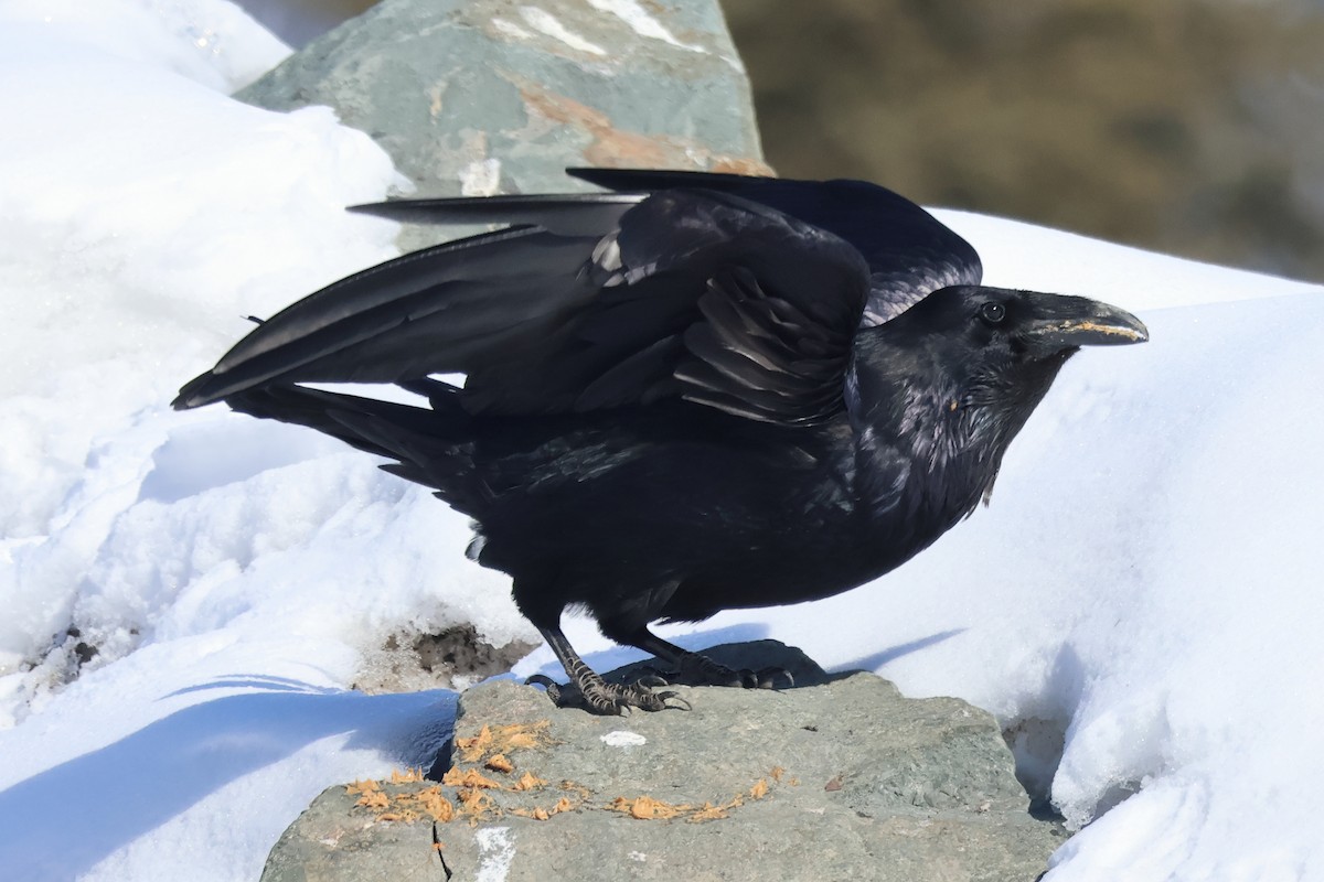 Common Raven - ML618292520