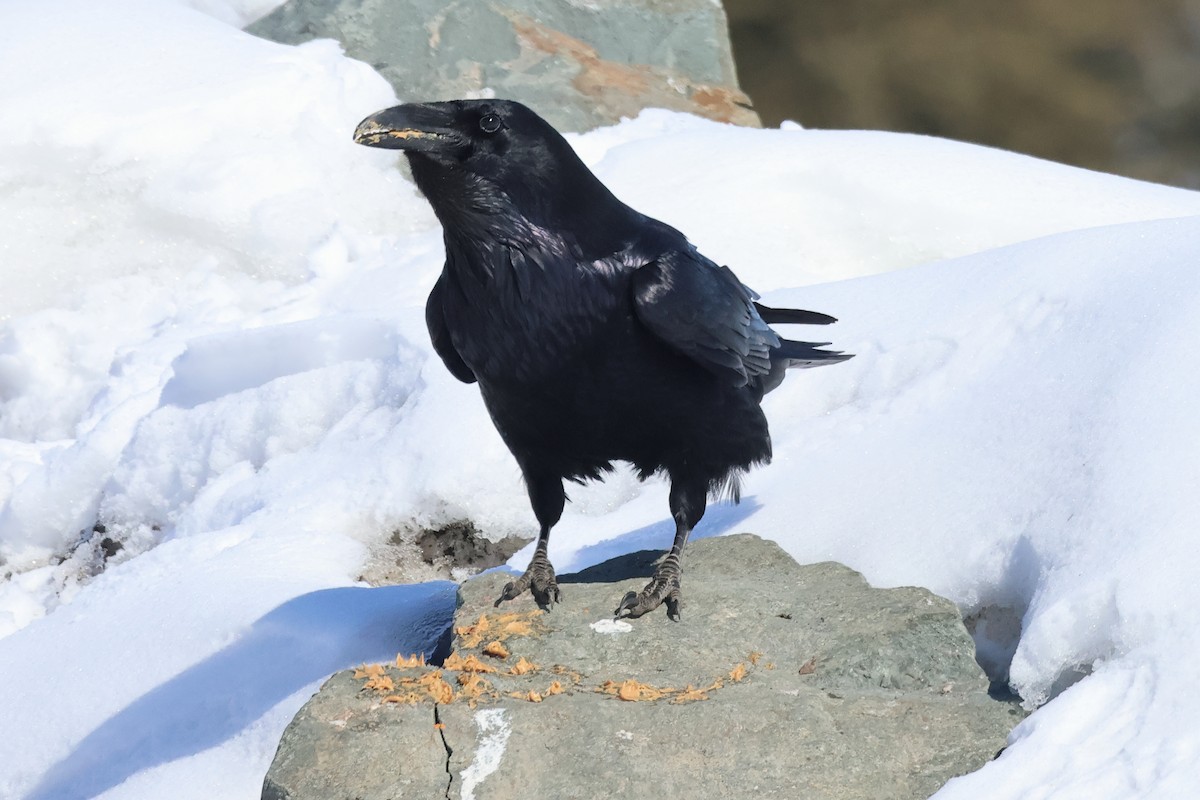 Common Raven - ML618292521