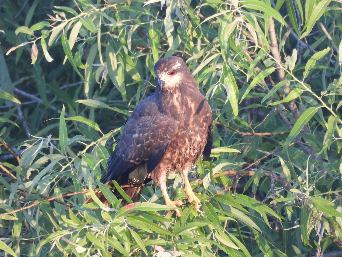 Snail Kite - Lisa Schibley