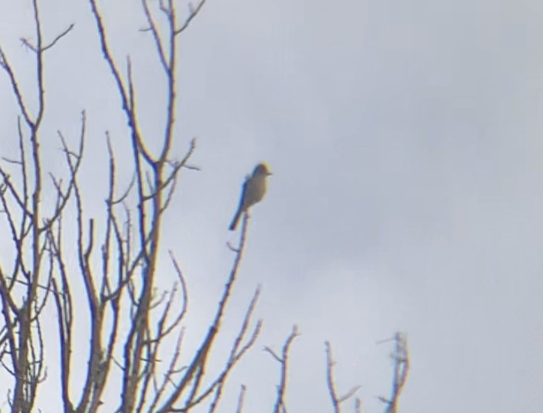 Ash-throated Flycatcher - Kendall Watkins