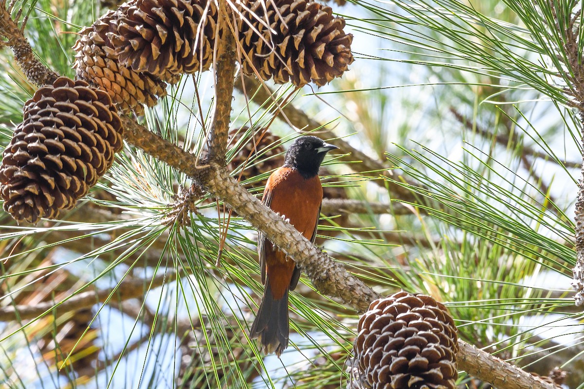 Orchard Oriole - ML618292547