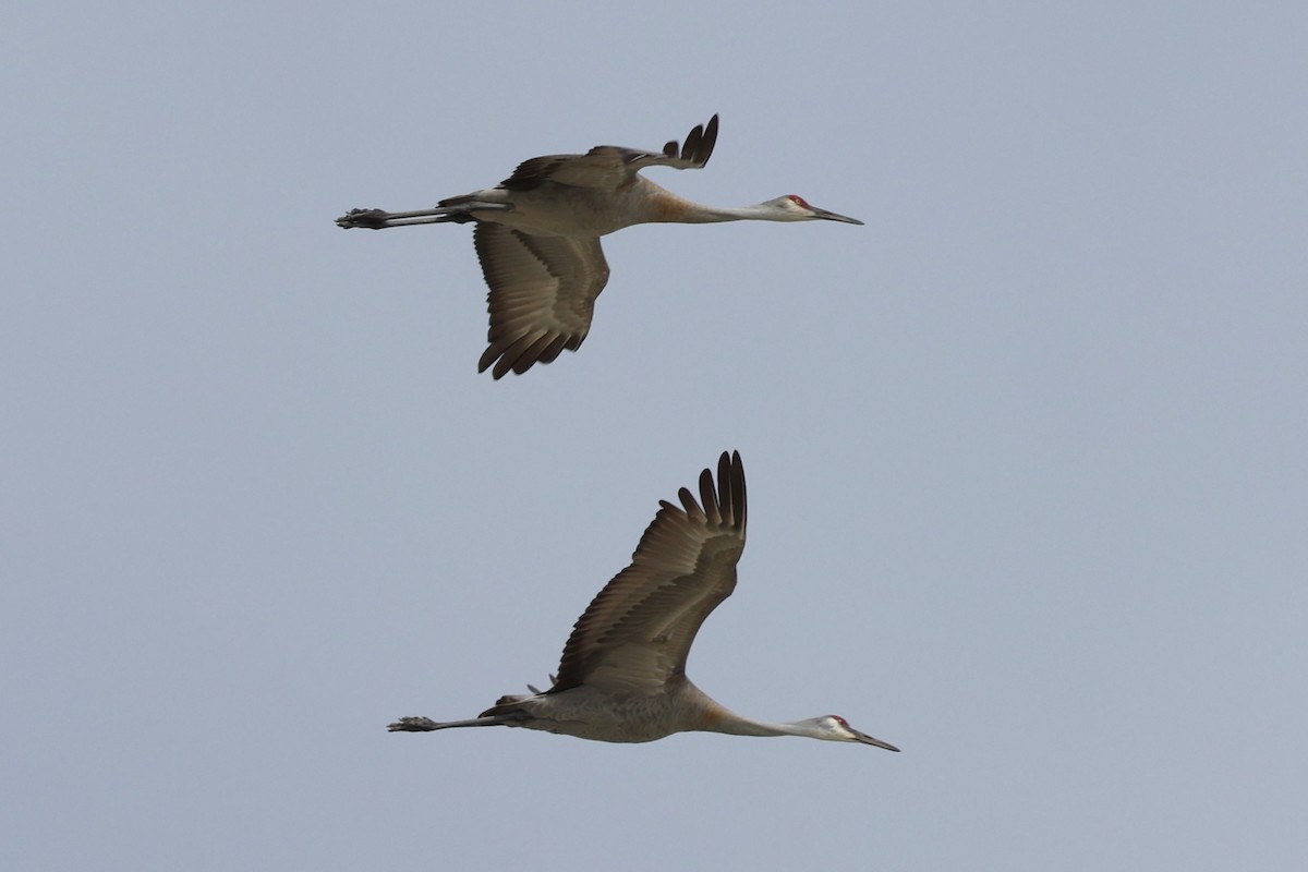 Sandhill Crane - ML618292571