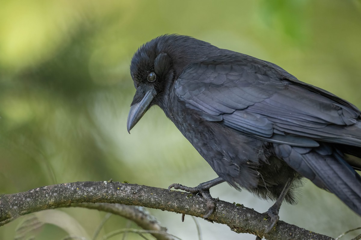 American Crow - Thomas Bancroft