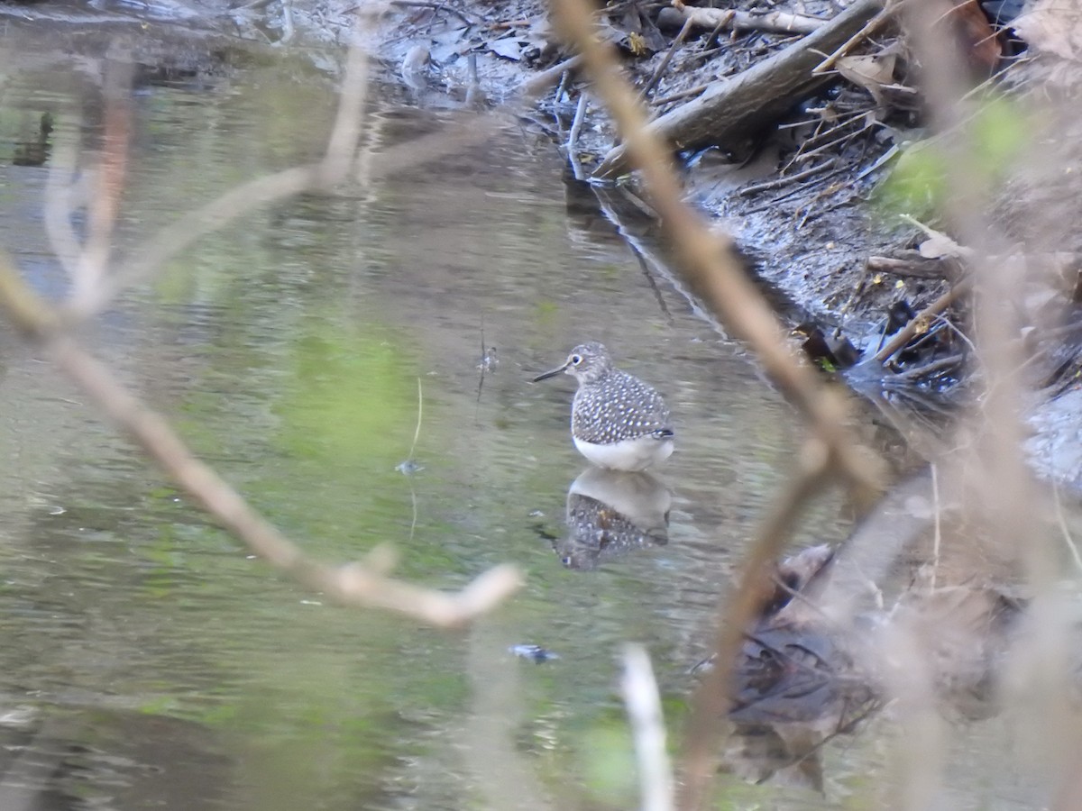 Solitary Sandpiper - ML618292585