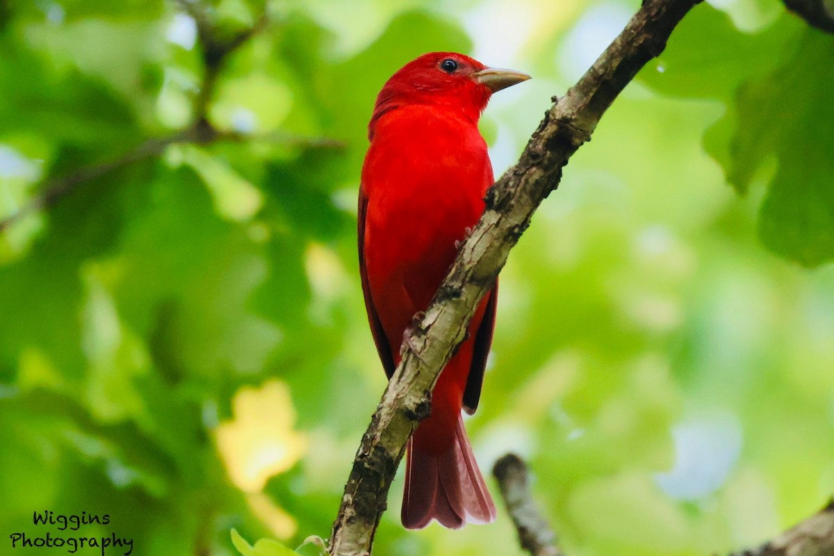 Summer Tanager - Kody Wiggins