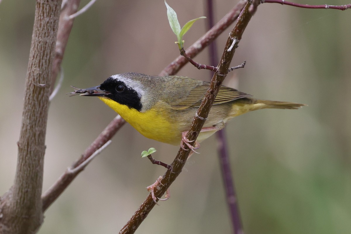 Common Yellowthroat - Peter Veighey