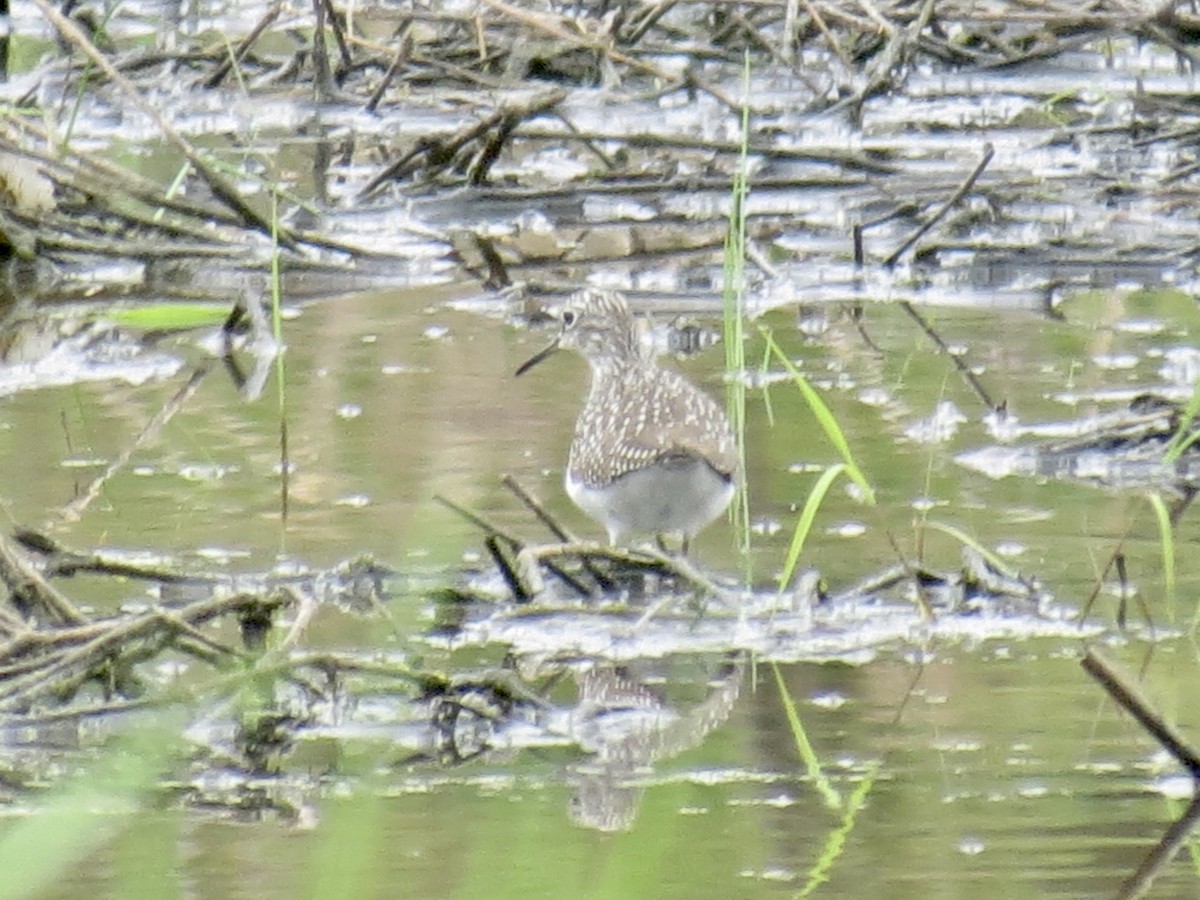 Solitary Sandpiper - ML618292614