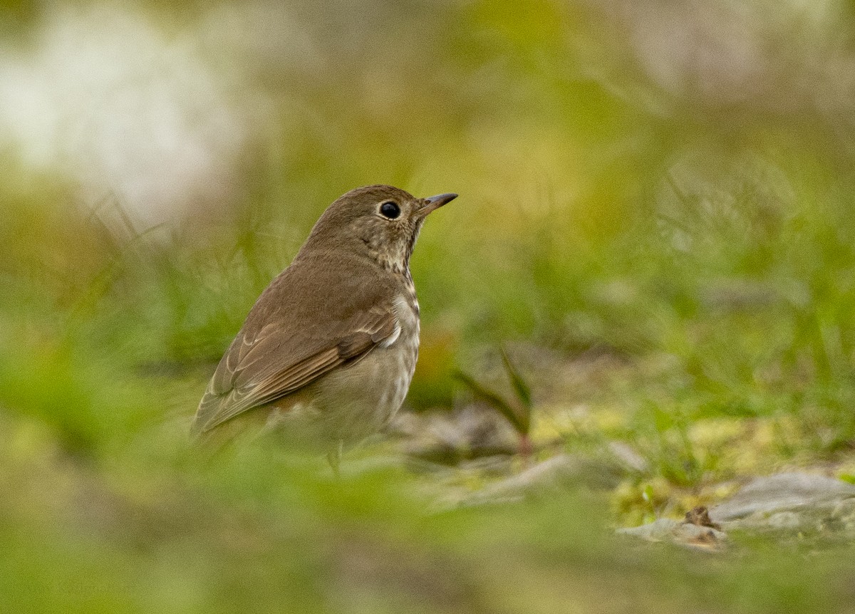 Hermit Thrush - Arav and Aranya Karighattam