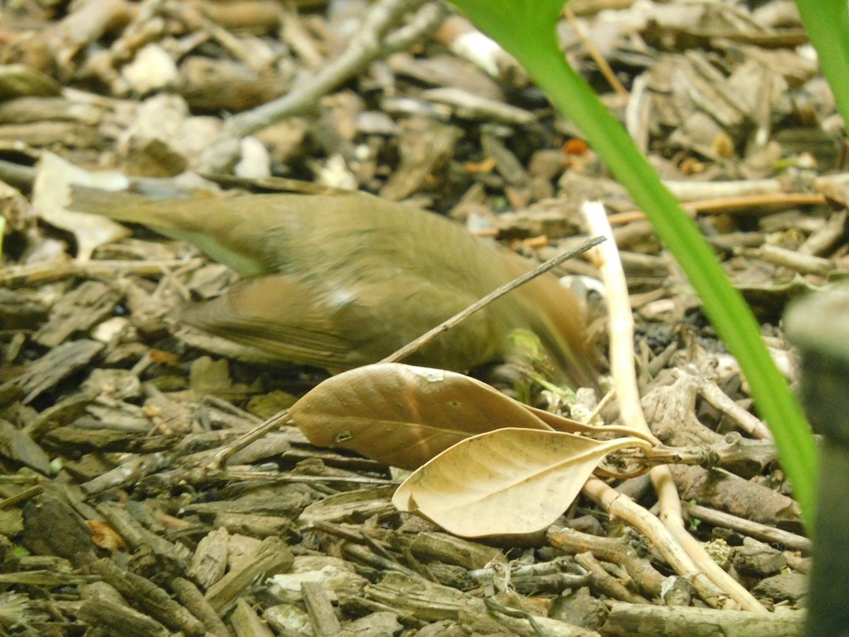 Swainson's Warbler - ML618292626