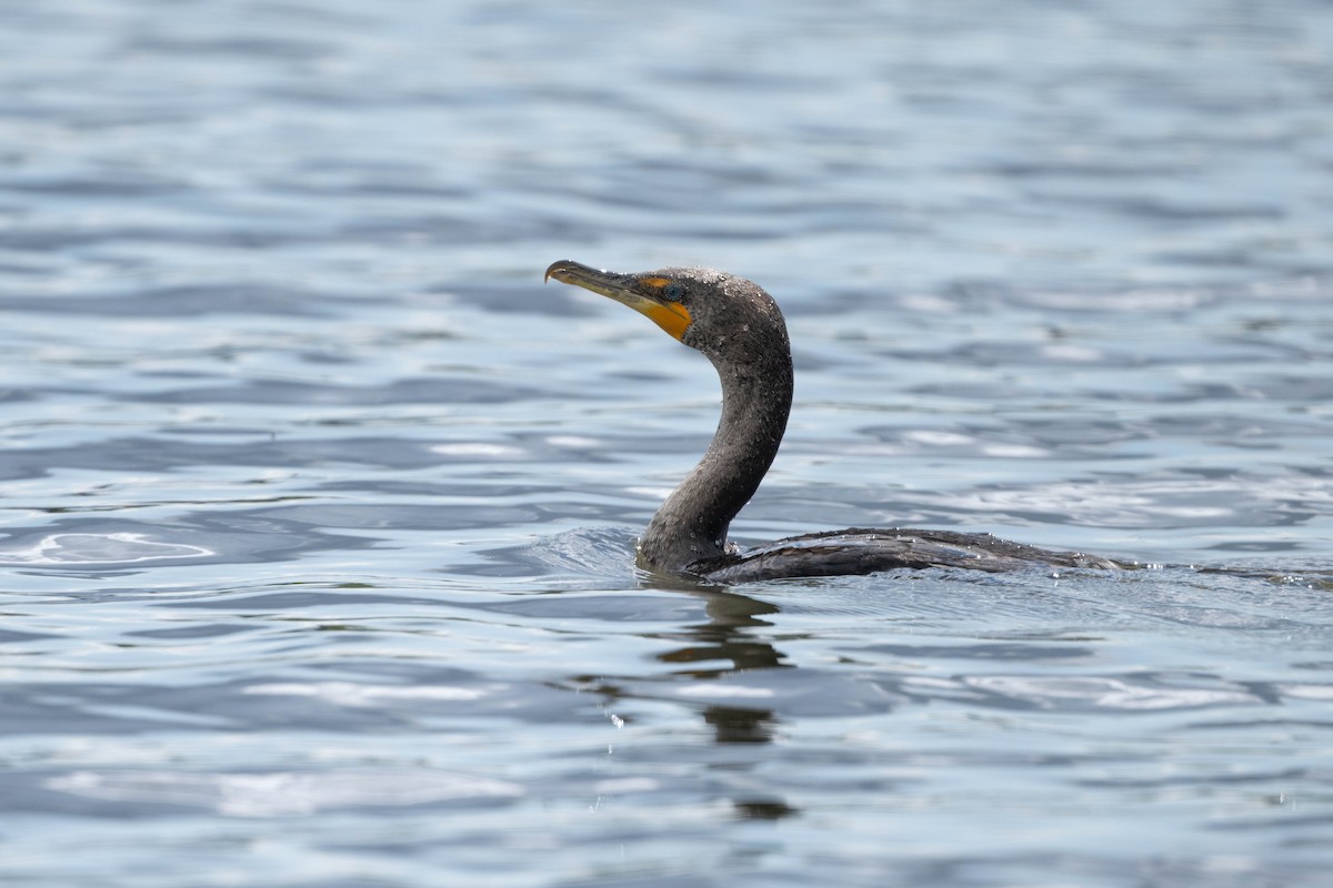 Double-crested Cormorant - Thomas Bancroft