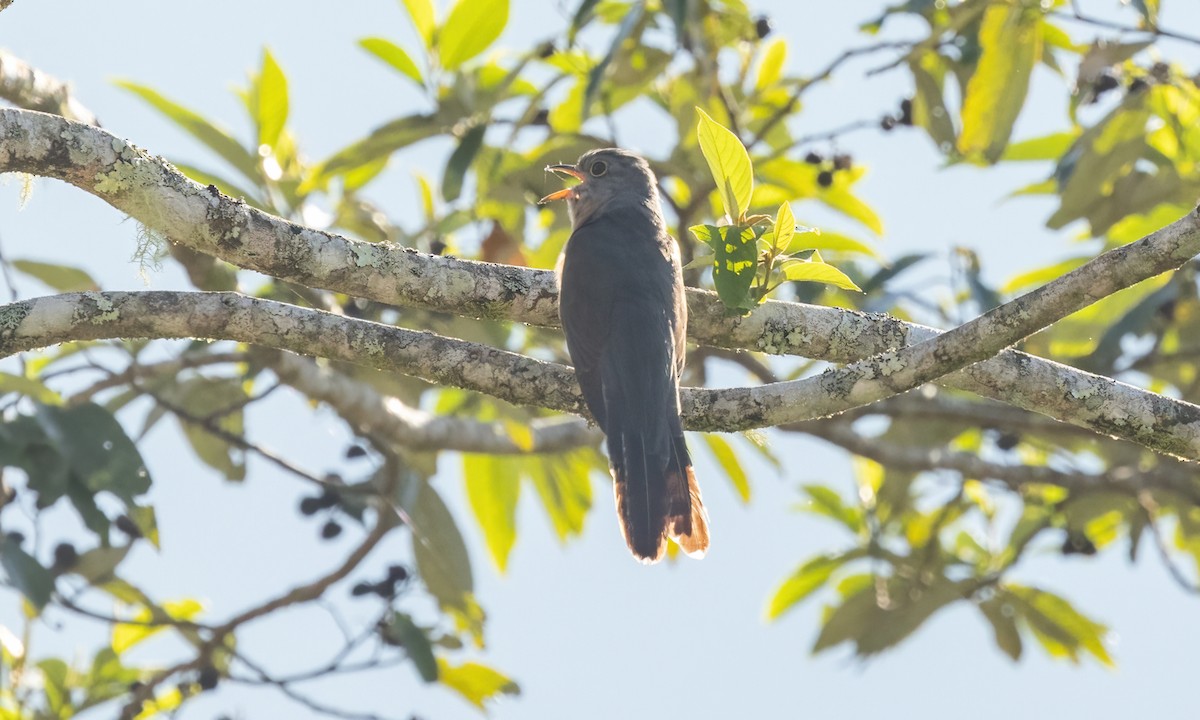 Brush Cuckoo - Paul Fenwick