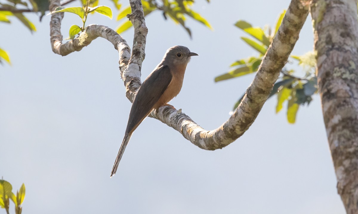 Brush Cuckoo - Paul Fenwick