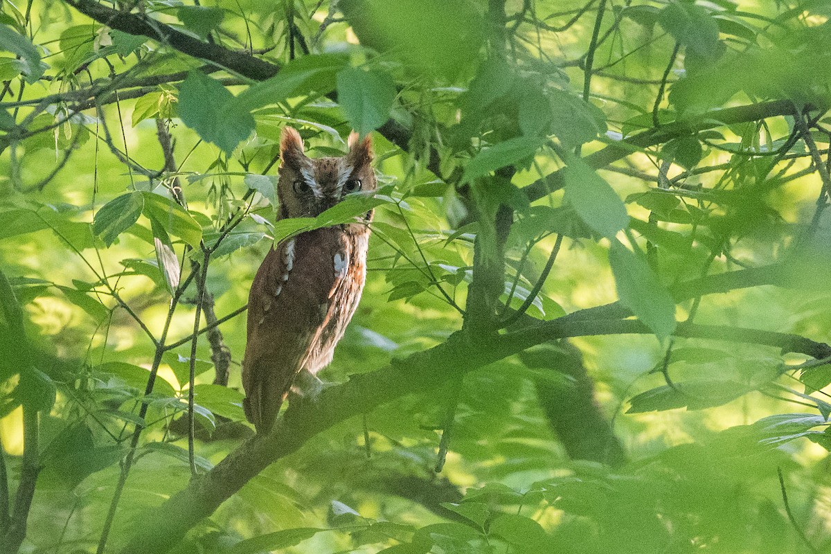 Eastern Screech-Owl - ML618292663