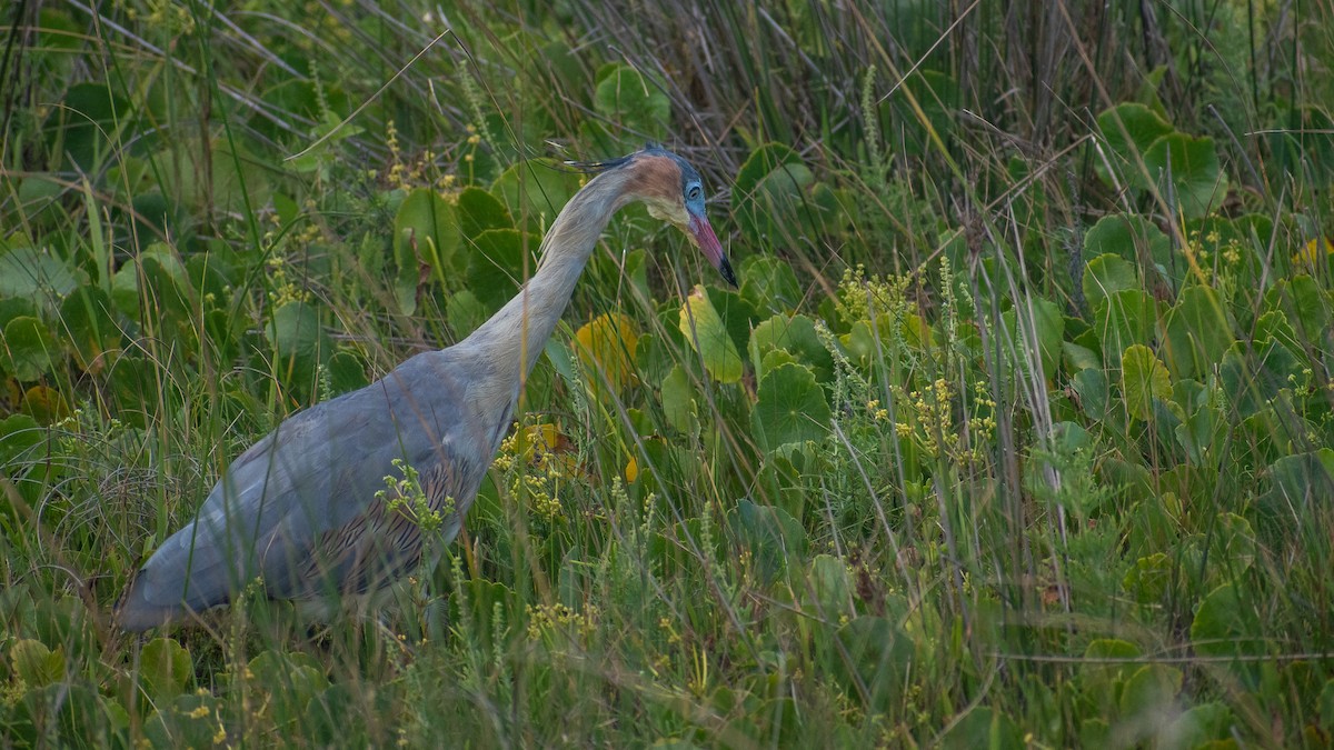 Whistling Heron - ML618292670