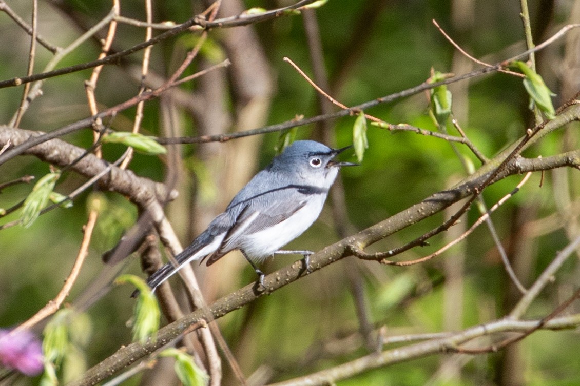 Blue-gray Gnatcatcher - Camille James