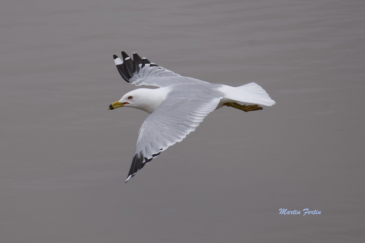 Ring-billed Gull - ML618292680