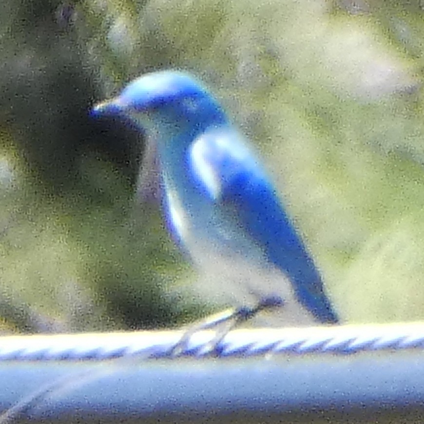 Mountain Bluebird - C Fred Zeillemaker