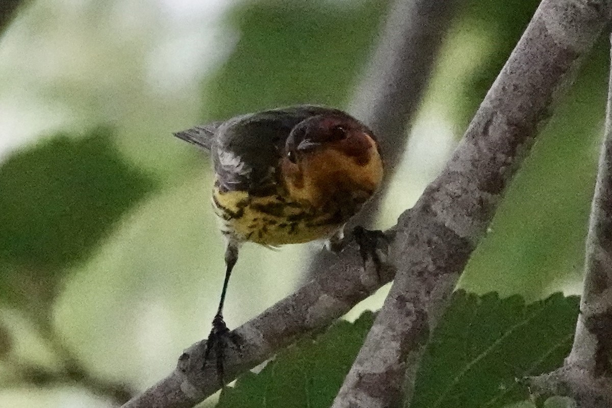 Cape May Warbler - Barbara Pankratz