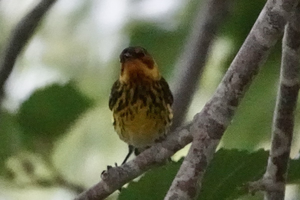 Cape May Warbler - Barbara Pankratz