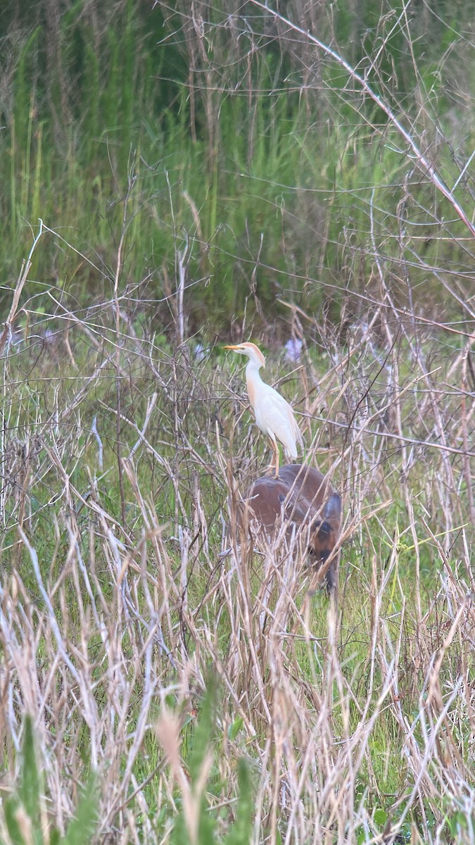 Western Cattle Egret - Kevin Christman