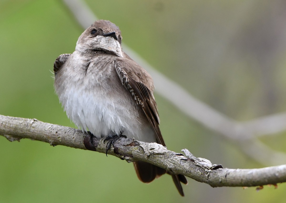 Northern Rough-winged Swallow - ML618292739