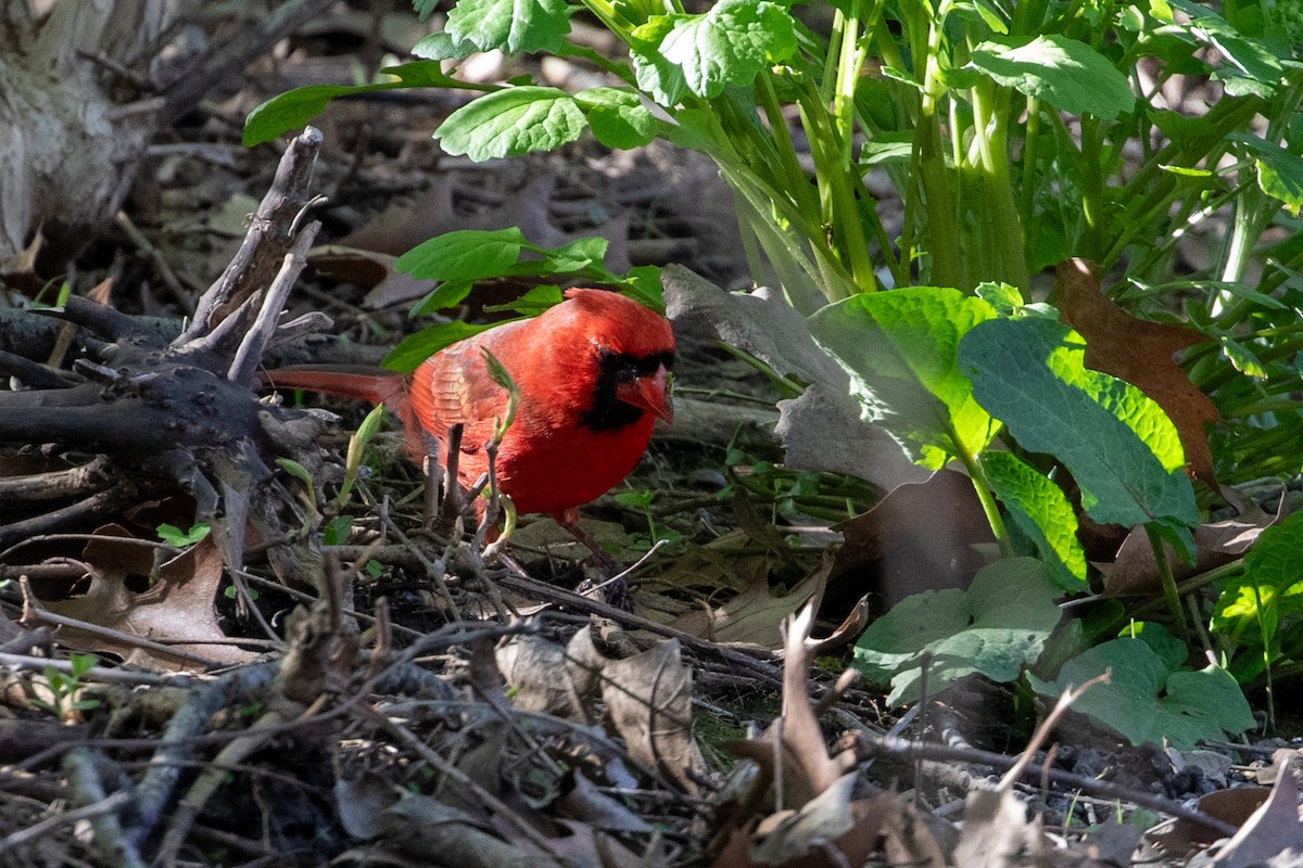 Northern Cardinal - Camille James