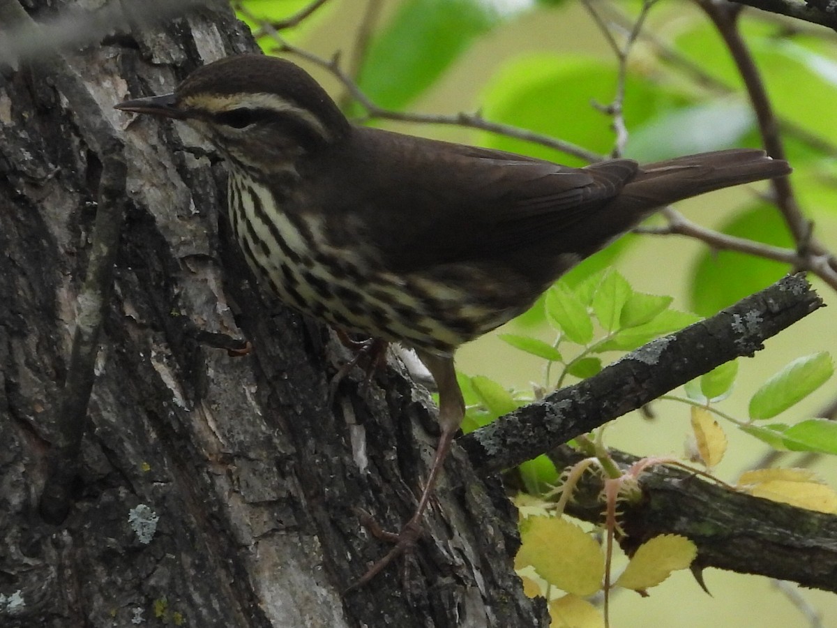 Northern Waterthrush - ML618292754