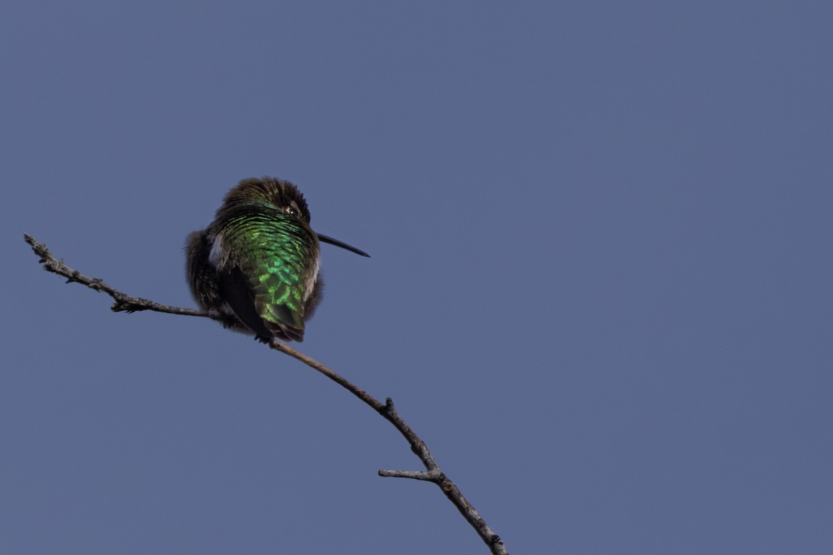 Anna's Hummingbird - ML618292757