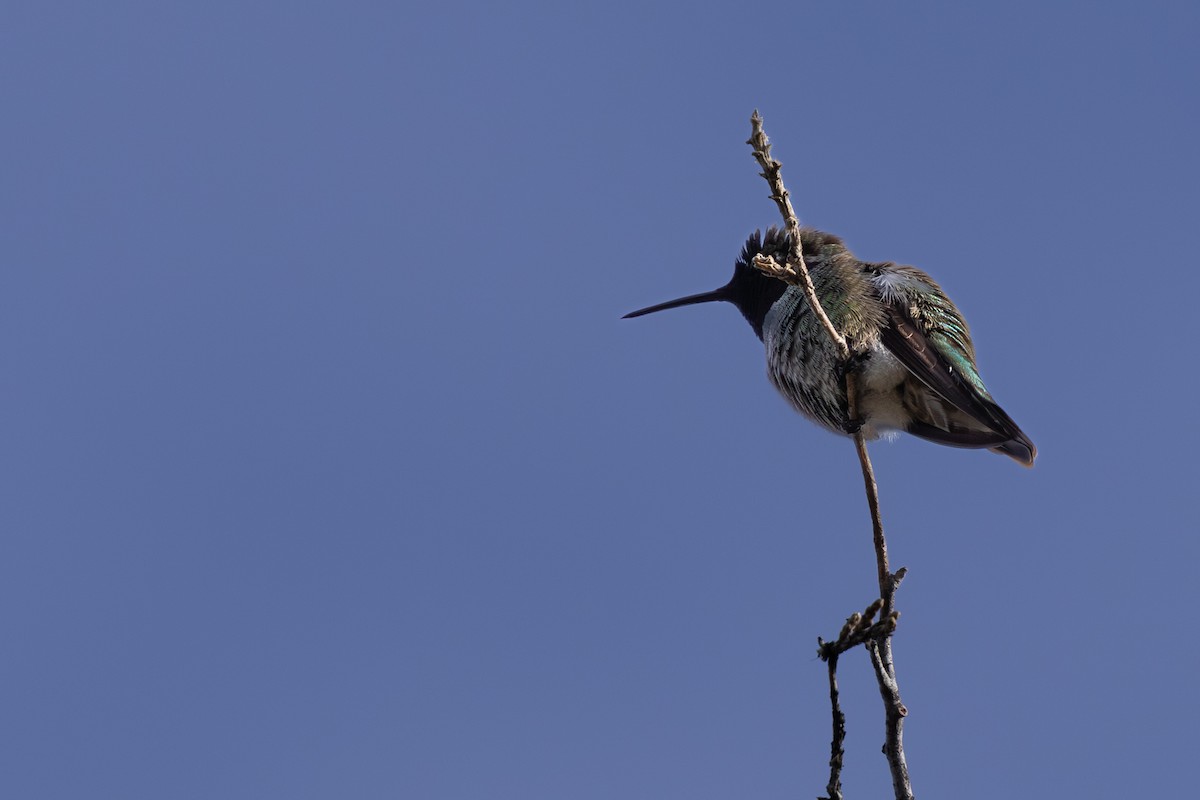 Anna's Hummingbird - ML618292758