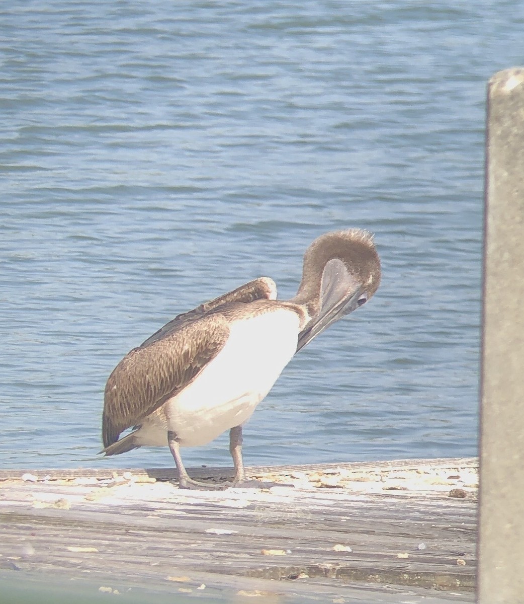pelikán hnědý - ML618292763